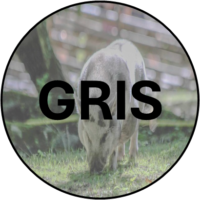 GRIS KNAPP