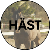 HÄST KNAPP