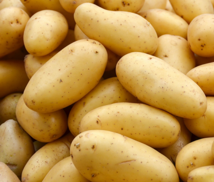 Potatis